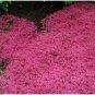 Red Creeping Thyme Seeds, Groundcover Seeds, Heirloom Non-GMO Seeds, 500ct FJ