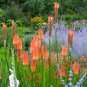 Red Hot Poker Seeds, Uvaria, Perennial Wildflowers, very Eye-Catching Plant 50ct FJ
