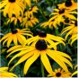 1 oz Black Eyed Susans Seeds, Bulk Flower Seeds, Heirloom Non-GMO FJ