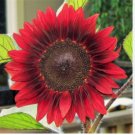 Red Sunflower Seeds, Red Sun, Heirloom Flower Seeds, Many Branches & Blooms 50ct FJ