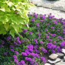 1/2 oz Moss Verbena Seeds Violet, Perennial Heirloom Ground Cover Seeds 15,000ct FJ