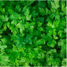 1/2 oz Parsley Seed, Italian Flat Leaf, Heirloom Herbs, Non-GMO Bulk Herb 7000ct FJ