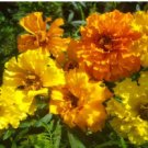 1/2 oz Mixed Marigold Seeds, French Farm Mix, Heirloom French Marigolds, 6,000ct FJ