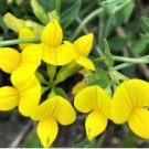 1/4 oz Birds Foot Trefoil Seeds, Crows Toes, Heirloom Ground Cover Seeds, 6000ct FJ
