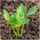 1/4 oz Celery Seeds, Utah Tall, Heirloom Non-GMO, Bulk Celery Seeds 25,000ct FJ