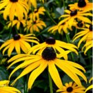 1/4 oz Black Eyed Susans Seeds, Bulk Flower Seed, Heirloom Non-GMO FJ