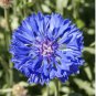 Dwarf Blue Bachelor Button Seeds, Dwarf Blue Cornflower Seeds, Bulk Seeds, 500ct FJ