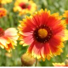1 oz Blanket Flower Seeds, Non-GMO Heirloom Wildflower Seeds, Bulk Seeds 9700ct FJ