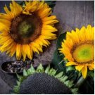 Sunflower Seeds, Sensational Sunflowers 5pk Special, Heirloom Sunflower Seeds FJ