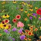Wildflower Seed, Wild For Wildflowers 5 Pk Special, Non-Gmo Heirloom Wildflowers FJ