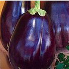 1/4 oz Eggplant Seed, Black Beauty, Bulk Seed, Heirloom Oriental Eggplant 1500ct FJ