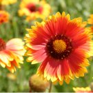 Blanket Flower Seeds, Heirloom Wildflower Seeds, Perennial, Bulk Seeds, 500ct FJ