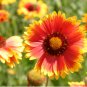 Blanket Flower Seeds, Heirloom Wildflower Seeds, Perennial, Bulk Seeds, 500ct FJ