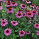 1/2 oz Purple Coneflower Seeds, Bulk Coneflower Seeds, Heirloom Non-GMO 3400ct FJ