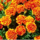 Mixed Marigold Seeds, Sparky Mix, French Marigolds, Bulk Seeds, Heirloom 500ct FJ
