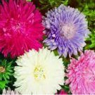 Aster Seeds, Giants Of California, Bulk Seed, Heirloom Aster, Mixed Asters 250ct FJ