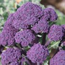 1/4 oz Purple Broccoli Seeds, Purple Sprouting Broccoli, Heirloom Seeds 2,250ct FJ