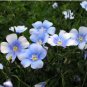 Blue Flax Seeds, Heirloom Wildflowers, Blue Flower Seeds, Bulk Flower Seed 400ct FJ