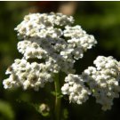 Yarrow Seeds, Heirloom Herb Seeds, Medicinal Herb, Perennial Wildflowers, 100ct FJ
