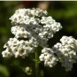 Yarrow Seeds, Heirloom Herb Seeds, Medicinal Herb, Perennial Wildflowers, 100ct FJ