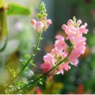 Snapdragon Seeds, Appleblossom, Peach Snapdragons, Non-Gmo Heirloom, 100ct FJ