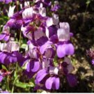 Chinese Houses Seeds, Purple, Heirloom Flower Seeds, Bulk Flower Seeds, 400ct FJ