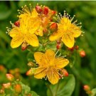 St Johns Wort Seeds, Bulk Herb Seeds, Heirloom Herb Seeds, Medicinal Herb, 500ct FJ