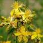 St Johns Wort Seeds, Bulk Herb Seeds, Heirloom Herb Seeds, Medicinal Herb, 500ct FJ