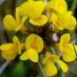 Birds Foot Trefoil Seeds, Crow's Toes, Heirloom Ground Cover Seeds, 75ct FJ