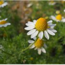 Chamomile Seeds, German Chamomile, Heirloom Herb Seeds, Best For Tea, 100ct FJ