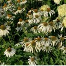 Coneflower Seeds White, Heirloom Wildflower, Non-Gmo Perennial Flower Seeds 50ct FJ