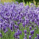 English Lavender Seeds, Bulk Lavender, Non-GMO FJ