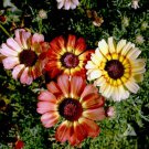 1/2 oz Painted Daisy Seed, Mixed Painted Daisies, Non-GMO, Bulk Seeds About 5000 FJ