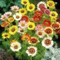 Painted Daisy Seeds, Mixed Painted Daisies, Heirloom Wildflower, Daisy Seed 75ct FJ