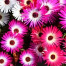 Ice Plant Seeds, Livingstone Daisy Seeds, Ground Cover Seeds, Bulk Daisies 500ct FJ