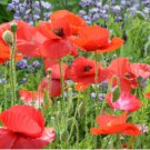 1/4 oz Red Chief Poppy Seeds, Red Chief Poppies, Bulk Flower Seed, about 4,000 FJ