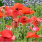 1/4 oz Red Chief Poppy Seeds, Red Chief Poppies, Bulk Flower Seed, about 4,000 FJ