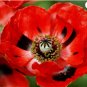 1/2 oz Red Corn Poppy Seed, Flanders Field Poppies, Heirloom Bulk Seed 93,500ct FJ