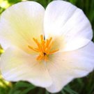 1/2 oz White Poppy Seed White Linen, Heirloom Poppies, Wildflower Non-Gmo Annual FJ