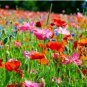 Mixed Poppy Seeds, Heirloom Mixed Poppies, Bulk Flower Seeds, Wildflowers, 500ct FJ
