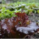 Red Lettuce Seeds, Leaf Lettuce Seeds, Heirloom Lettuce Seeds, Non-Gmo 100ct FJ