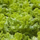 Leaf Lettuce Seed, Black Seeded Simpson, Bulk Seeds, Heirloom Lettuce Seed 500ct FJ