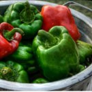 1 oz Green Pepper Seeds, Sweet Pepper Seeds, Yolo Wonder, Bell Peppers 4000ct FJ