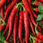 Cayenne Long Slim Pepper Seeds, Heirloom Hot Pepper Seeds, Chili Peppers, 50ct FJ