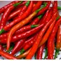 Cayenne Long Slim Pepper Seeds, Heirloom Hot Pepper Seeds, Chili Peppers, 50ct FJ