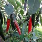 Anaheim Pepper Seeds, Heirloom Hot Pepper Seeds, Chili Peppers, Non-Gmo, 50ct FJ