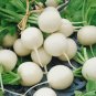 White Radish Seeds, White Globe Hailstone, Bulk Radishes, 1/2 oz Heirloom 1350ct FJ