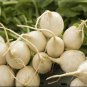 White Radish Seeds, White Globe Hailstone, Bulk Radishes, Heirloom Radish, 500ct FJ