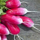 Radish Seeds, French Breakfast, Bulk Radishes, Heirloom Radishes, Non-Gmo, 500ct FJ