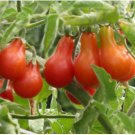 1/4 oz Red Pear Tomato Seed, Non-Gmo Heirloom Tomatoes, Huge Tasty Crops 2500ct FJ
